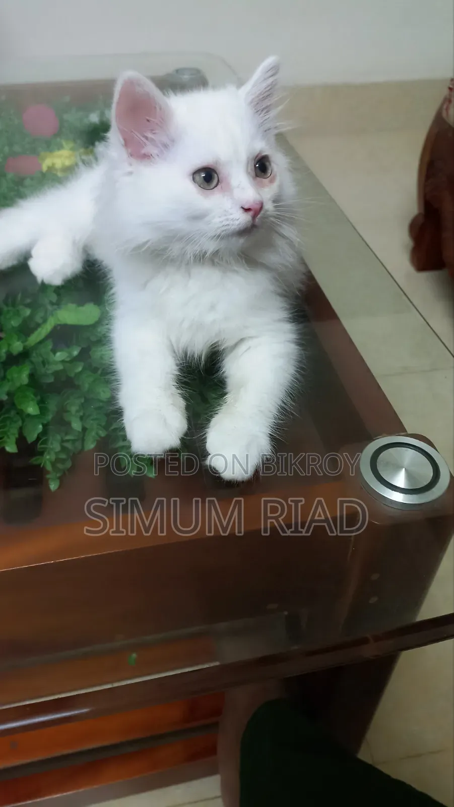 1-3 months Female Purebred Persian