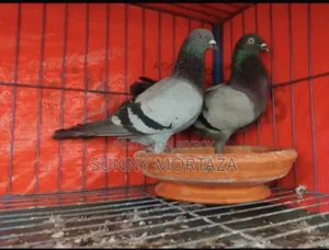 ২ জোড়া রানিং কালারিং গিরিবাজ কবুতর বিক্রয় করা হবে