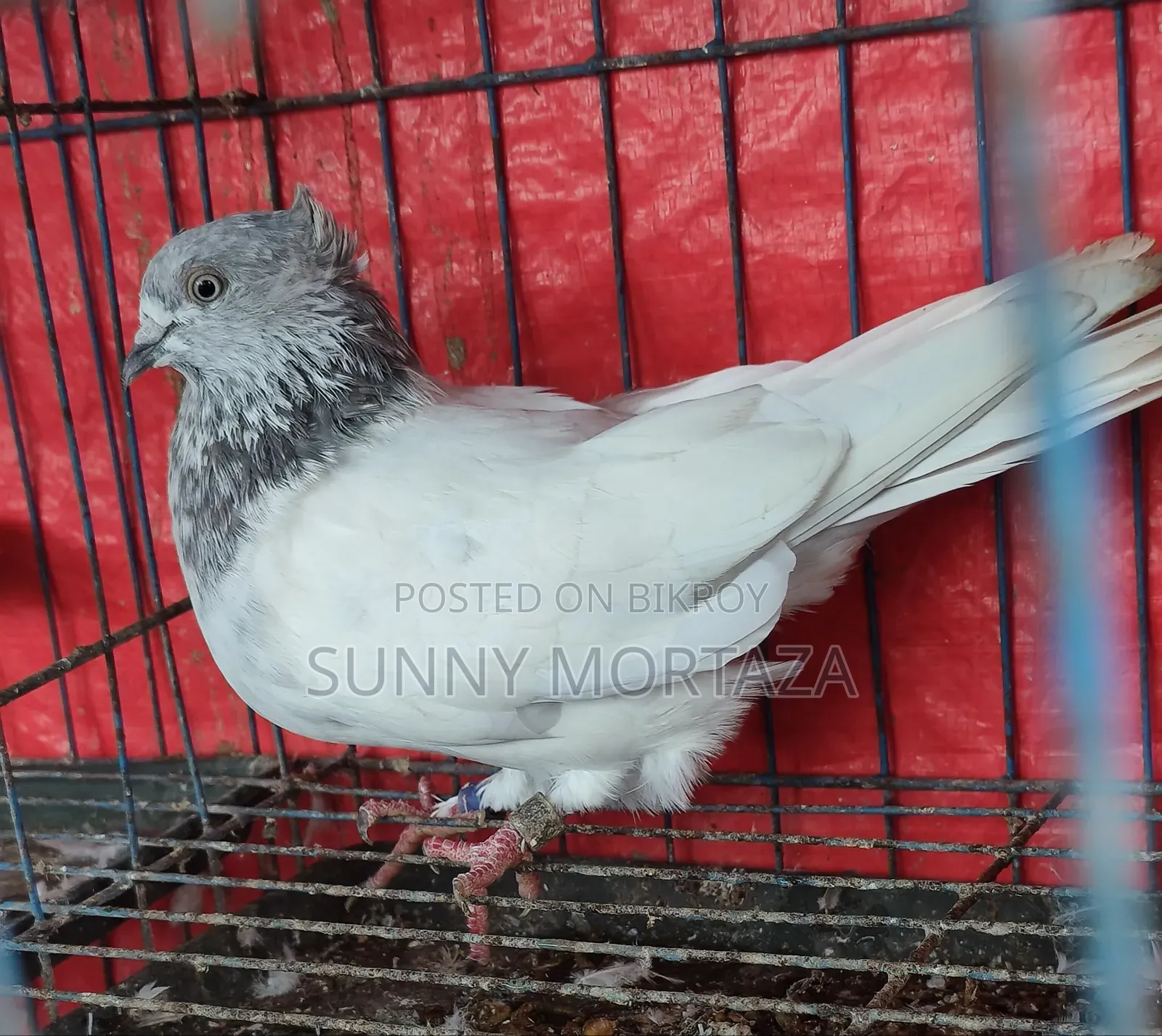 ২ জোড়া রানিং কালারিং গিরিবাজ কবুতর বিক্রয় করা হবে
