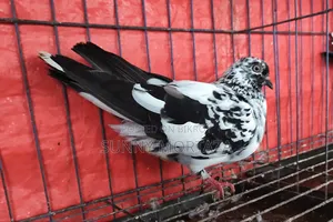 ২ জোড়া রানিং কালারিং গিরিবাজ কবুতর বিক্রয় করা হবে