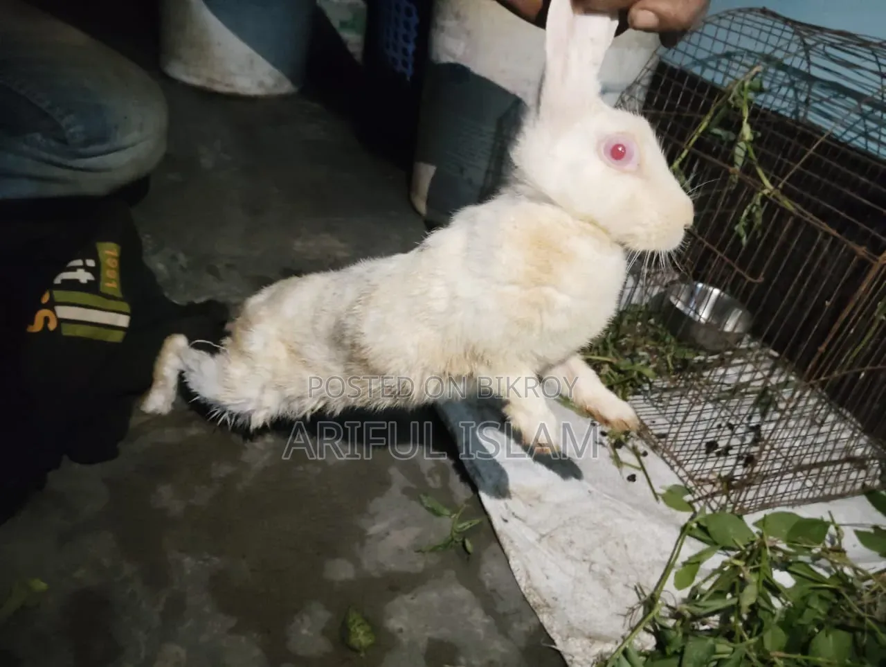 খরগোস মেয়ে