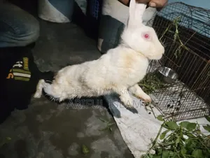 খরগোস মেয়ে