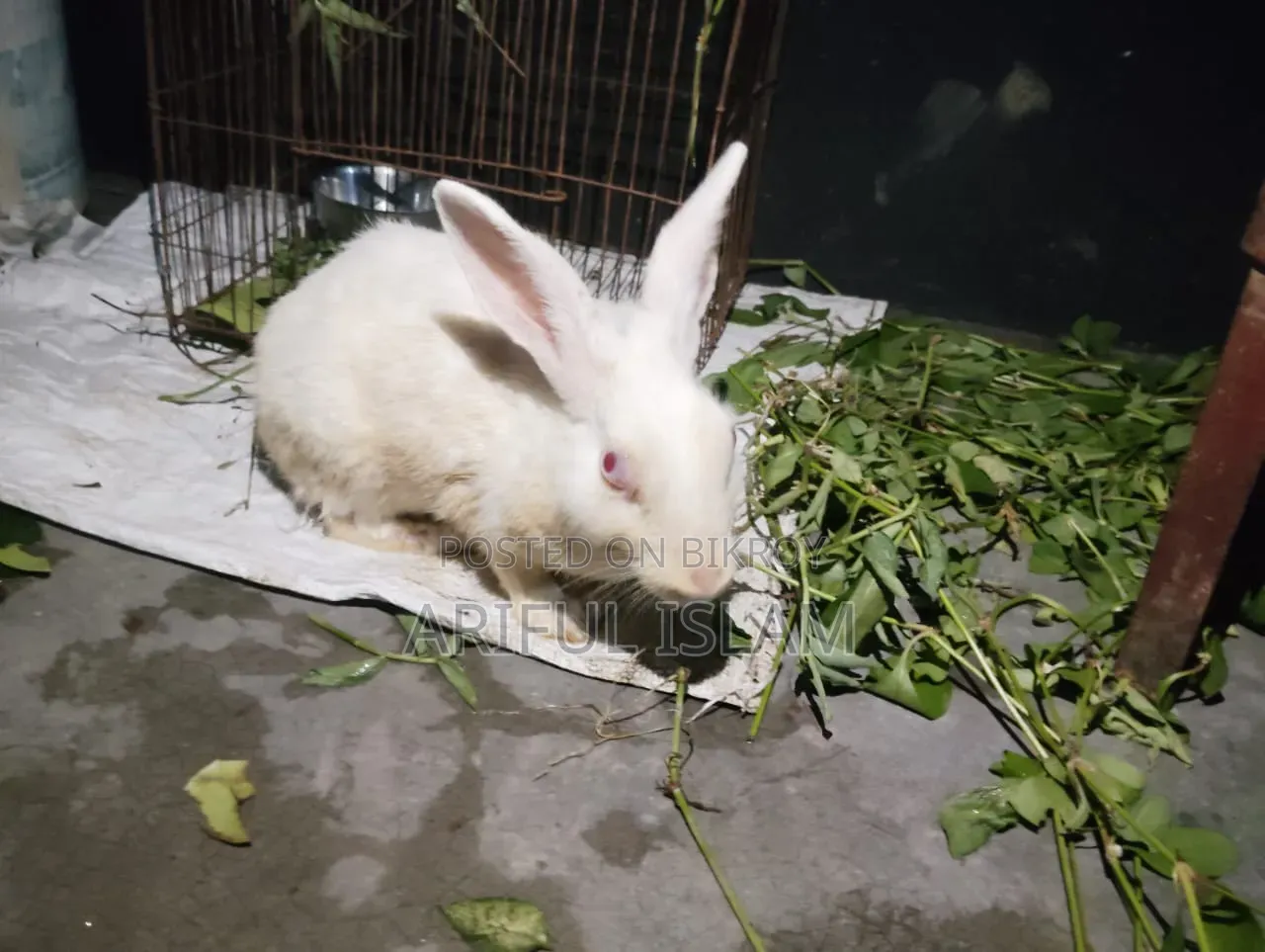 খরগোস মেয়ে