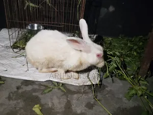 খরগোস মেয়ে