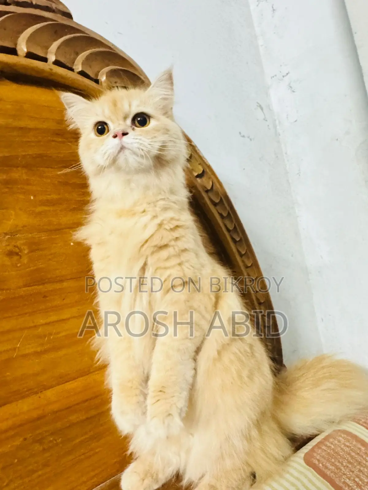 ৬-১২ মাসের ফিমেল পিউরব্রেড পার্সিয়ান