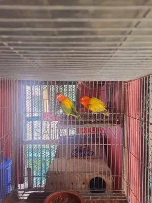 রানিং লাভ বার্ড
