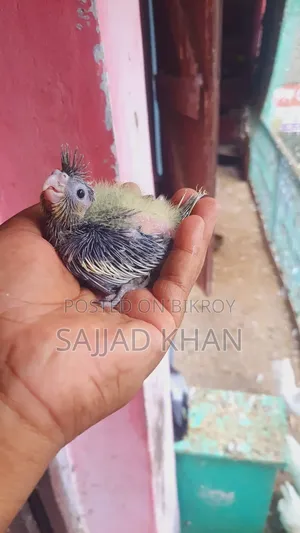 ককাটেল বেবি