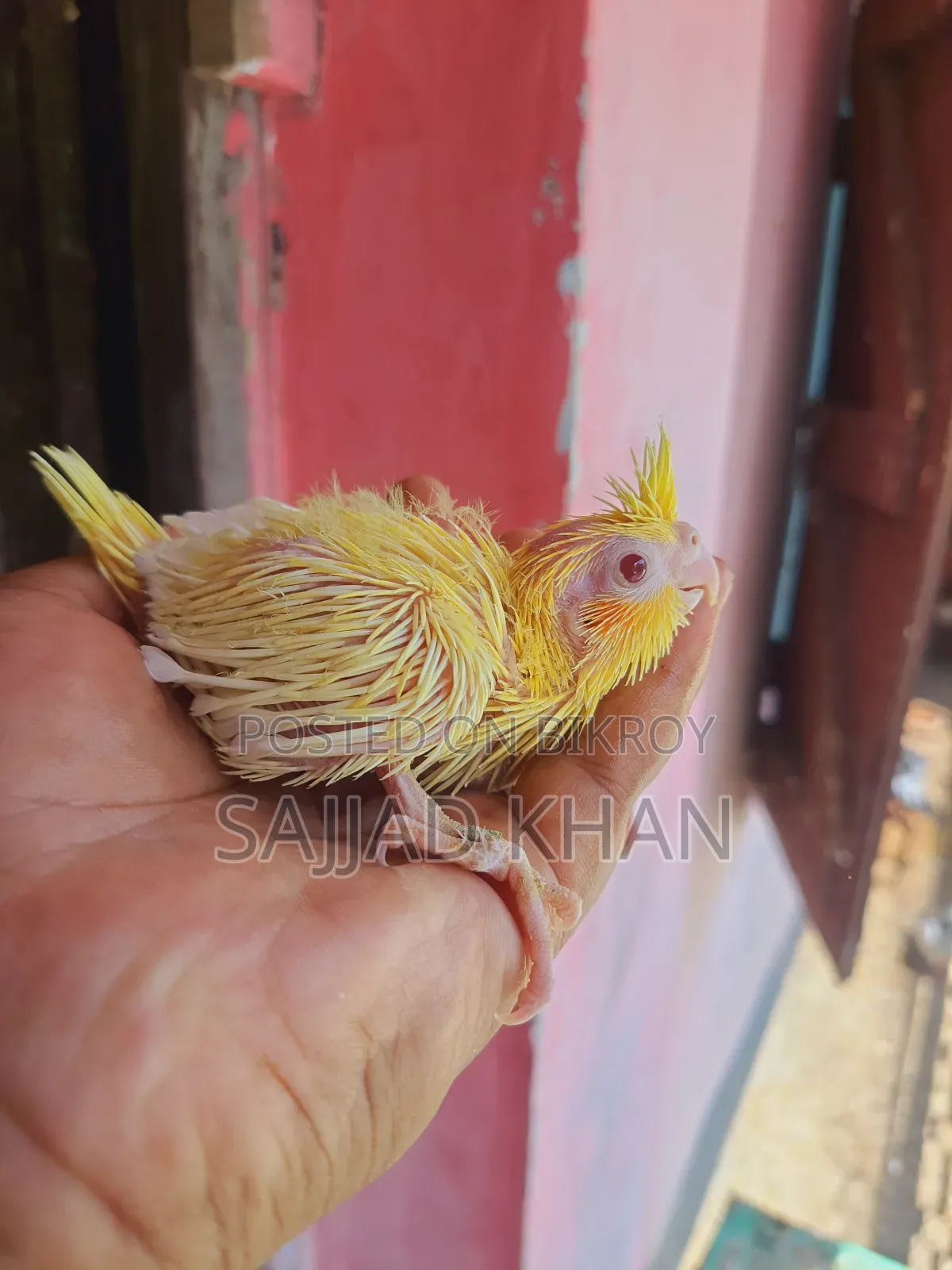 ককাটেল বেবি