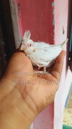 ককাটেল বেবি