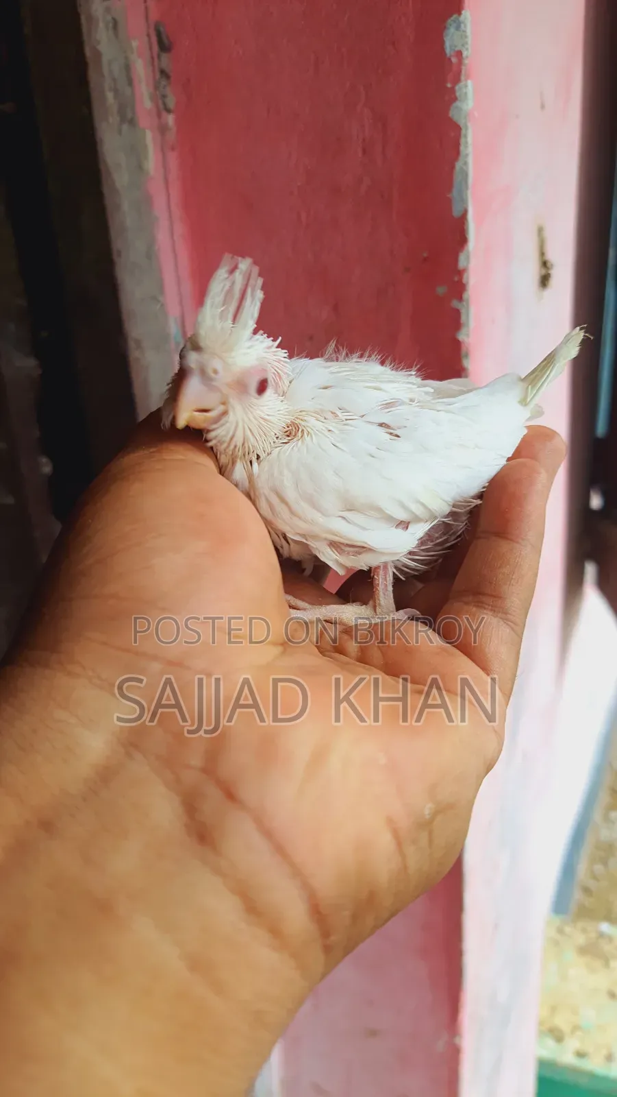ককাটেল বেবি