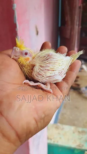 ককাটেল বেবি