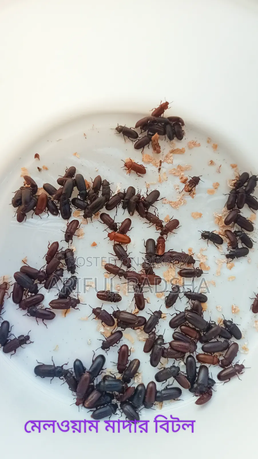 বিটল লার্ভা এবং মাদার (সুপার ওয়ার্ম এবং মিলওয়ার্ম)