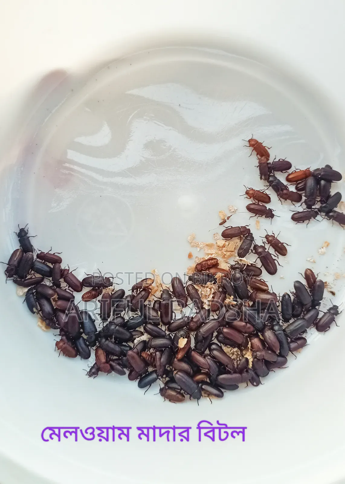 বিটল লার্ভা এবং মাদার (সুপার ওয়ার্ম এবং মিলওয়ার্ম)