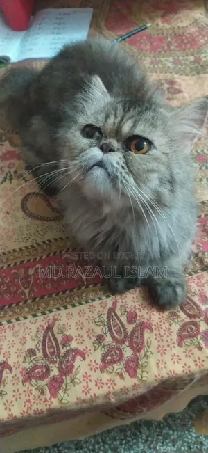 6-12 Months Male Purebred Persian