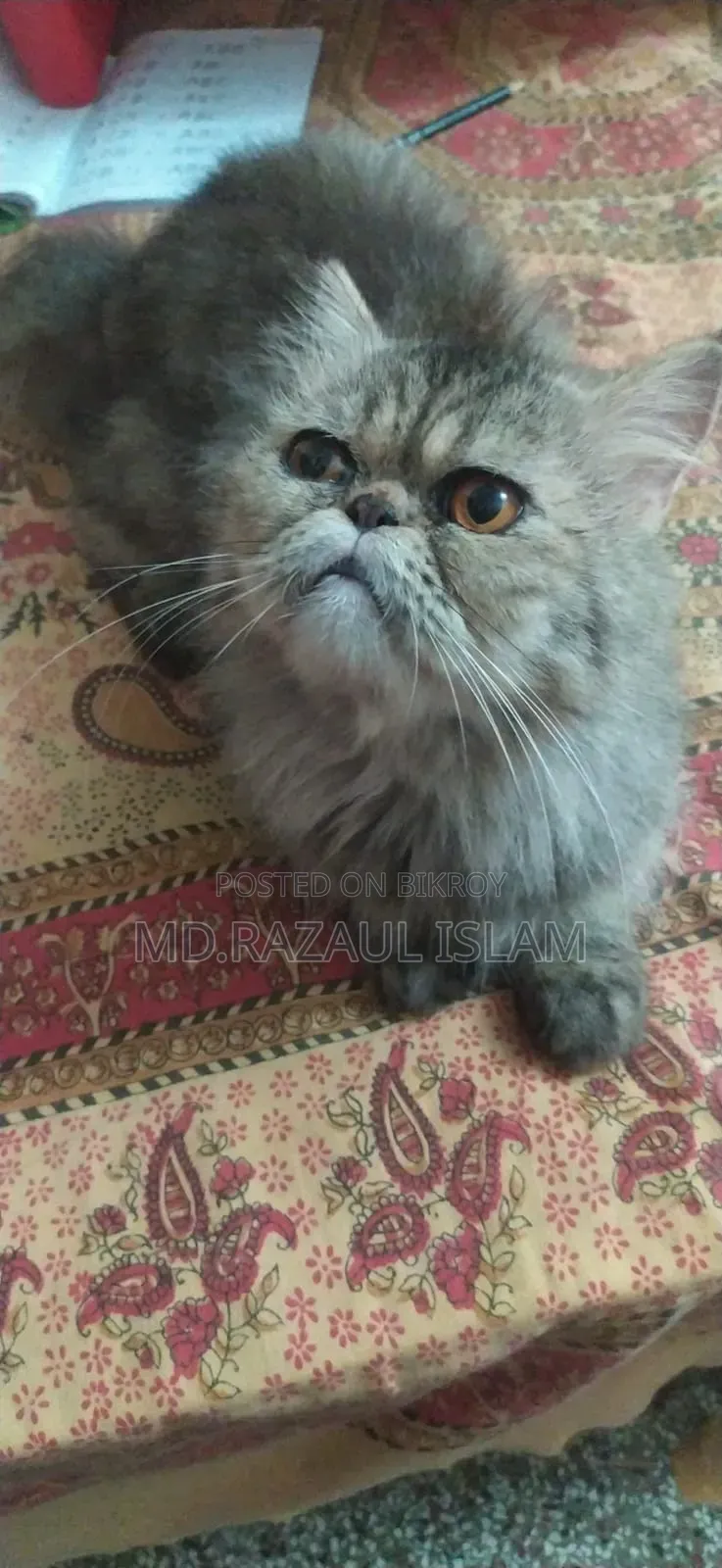 6-12 Months Male Purebred Persian