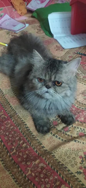 6-12 Months Male Purebred Persian