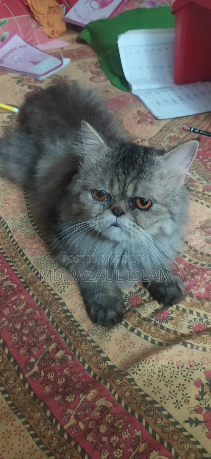 6-12 Months Male Purebred Persian