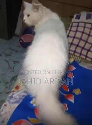 1+ year Female Mixed Breed Persian