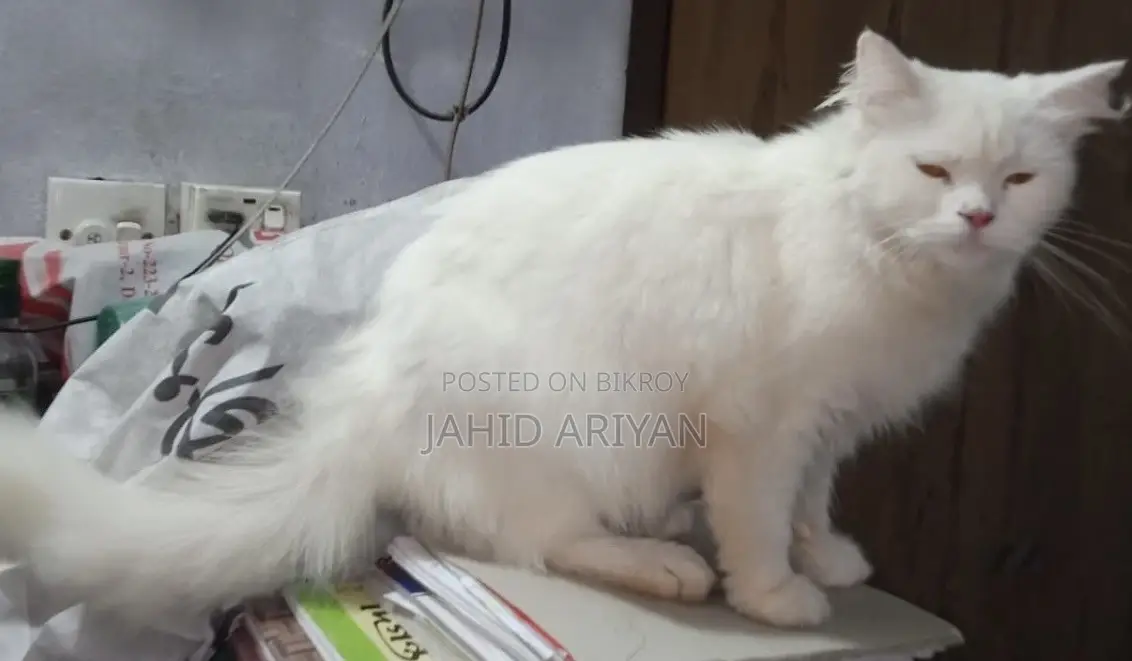 1+ year Female Mixed Breed Persian