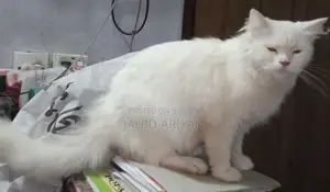 1+ year Female Mixed Breed Persian