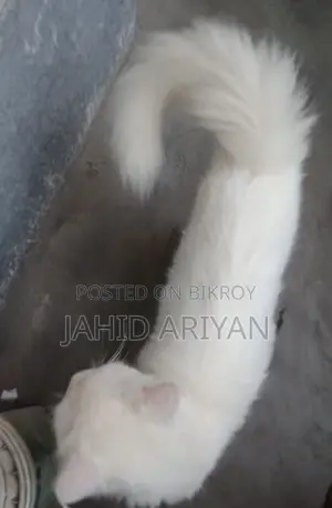 1+ year Female Mixed Breed Persian
