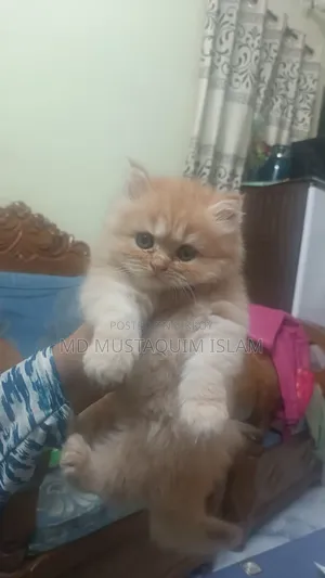 1-3 months Male Purebred Persian