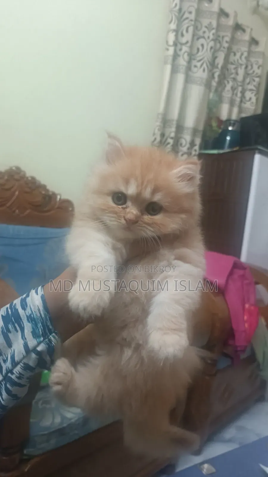 1-3 months Male Purebred Persian