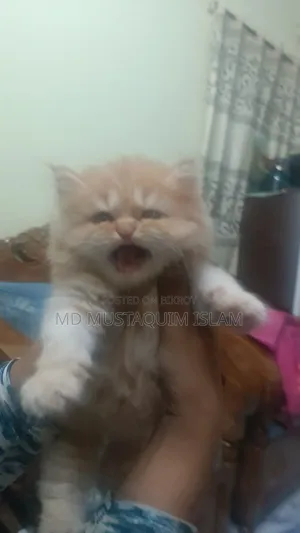 1-3 months Male Purebred Persian