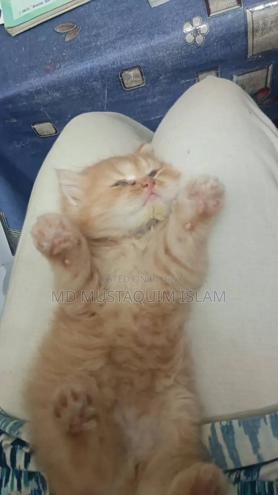 1-3 months Male Purebred Persian