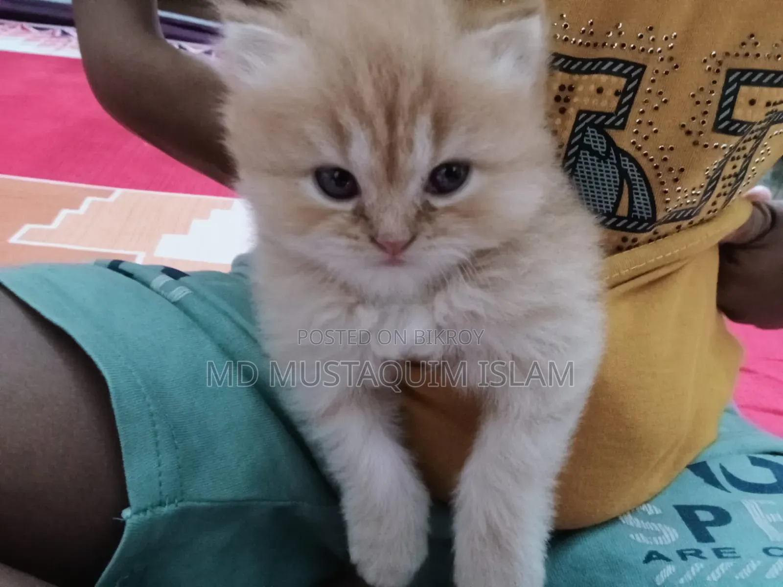 1-3 months Male Purebred Persian