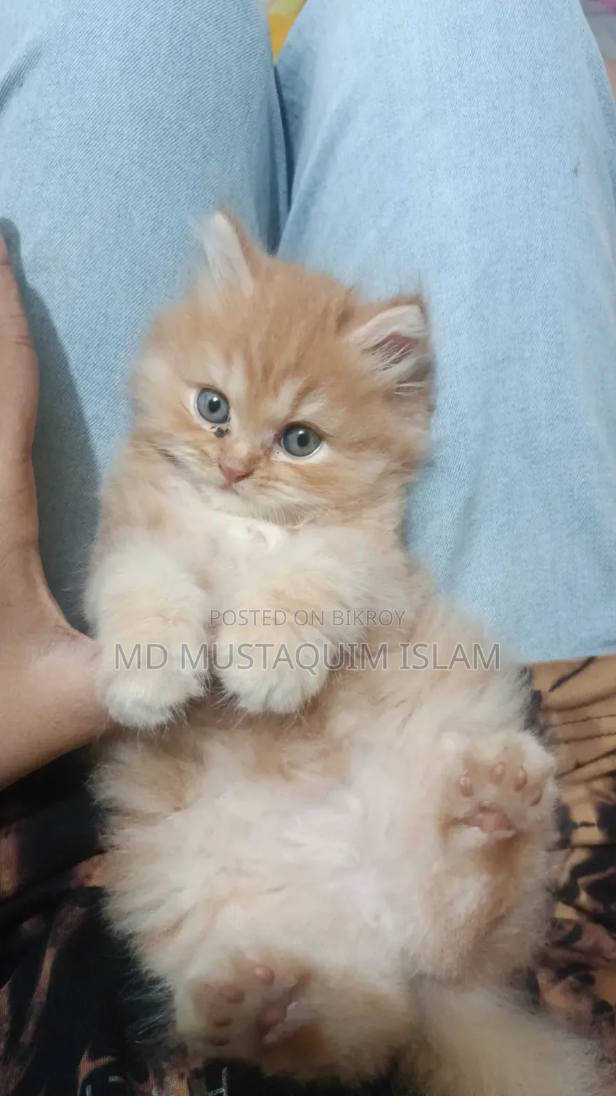 1-3 months Male Purebred Persian