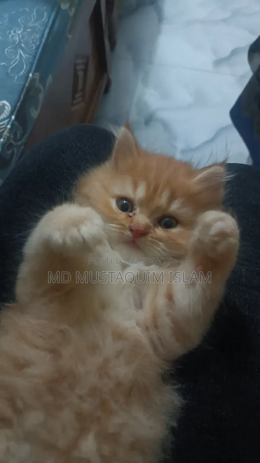 1-3 months Male Purebred Persian