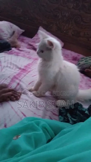 1-3 months Male Purebred Persian