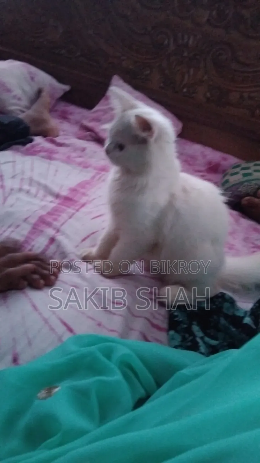 1-3 months Male Purebred Persian