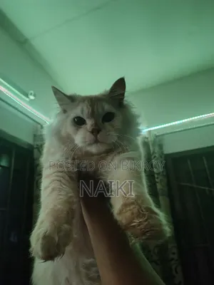 6-12 months Male Purebred Persian