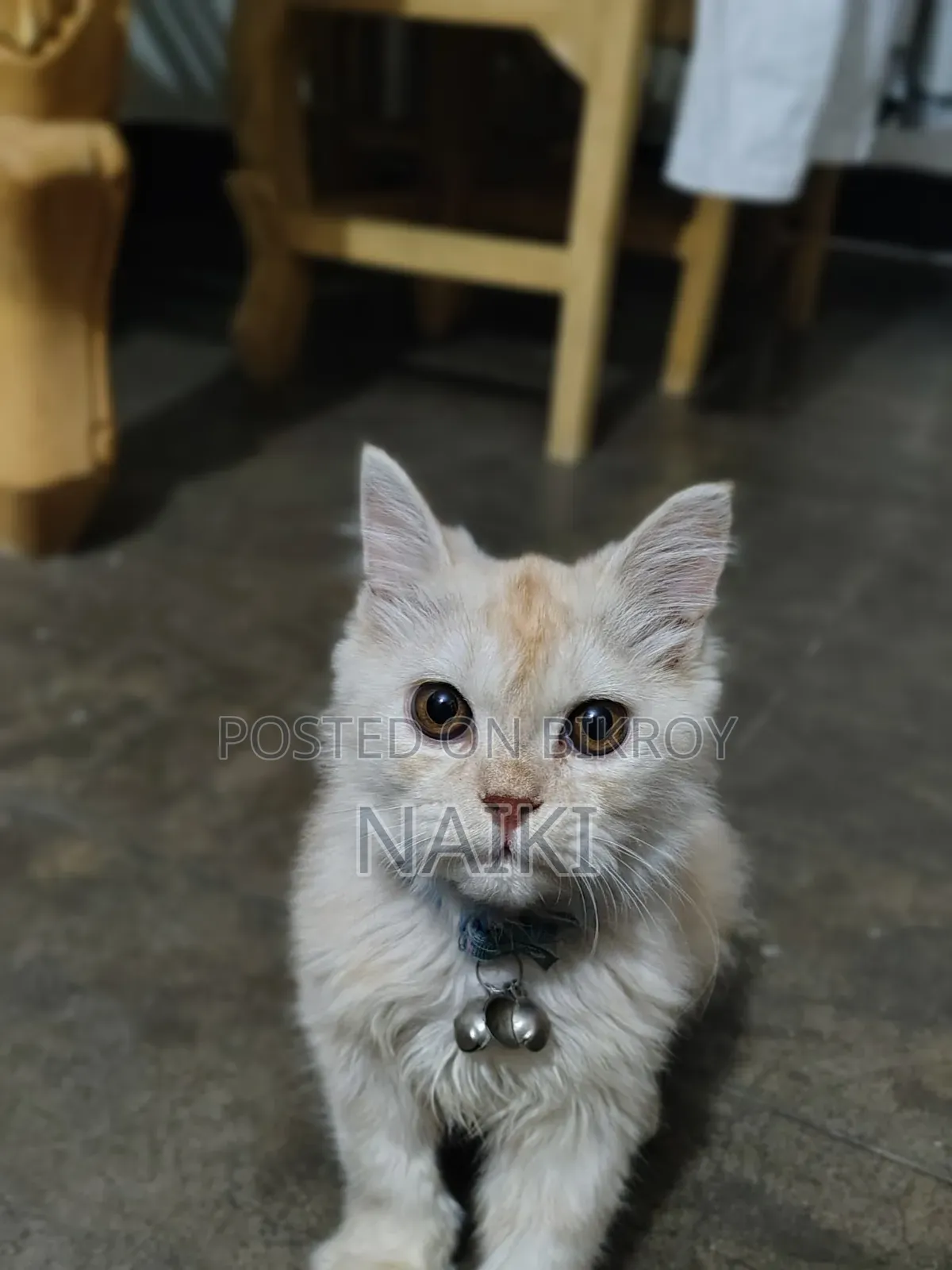 6-12 months Male Purebred Persian