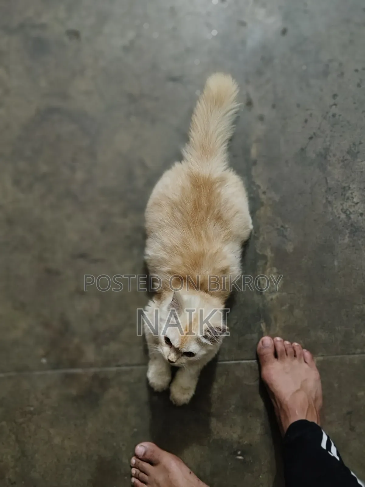 6-12 months Male Purebred Persian