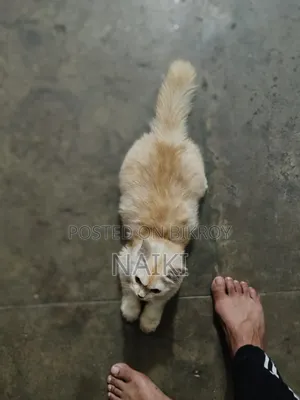 6-12 months Male Purebred Persian