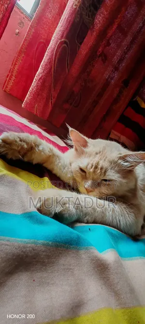 1+ year Male Purebred Persian