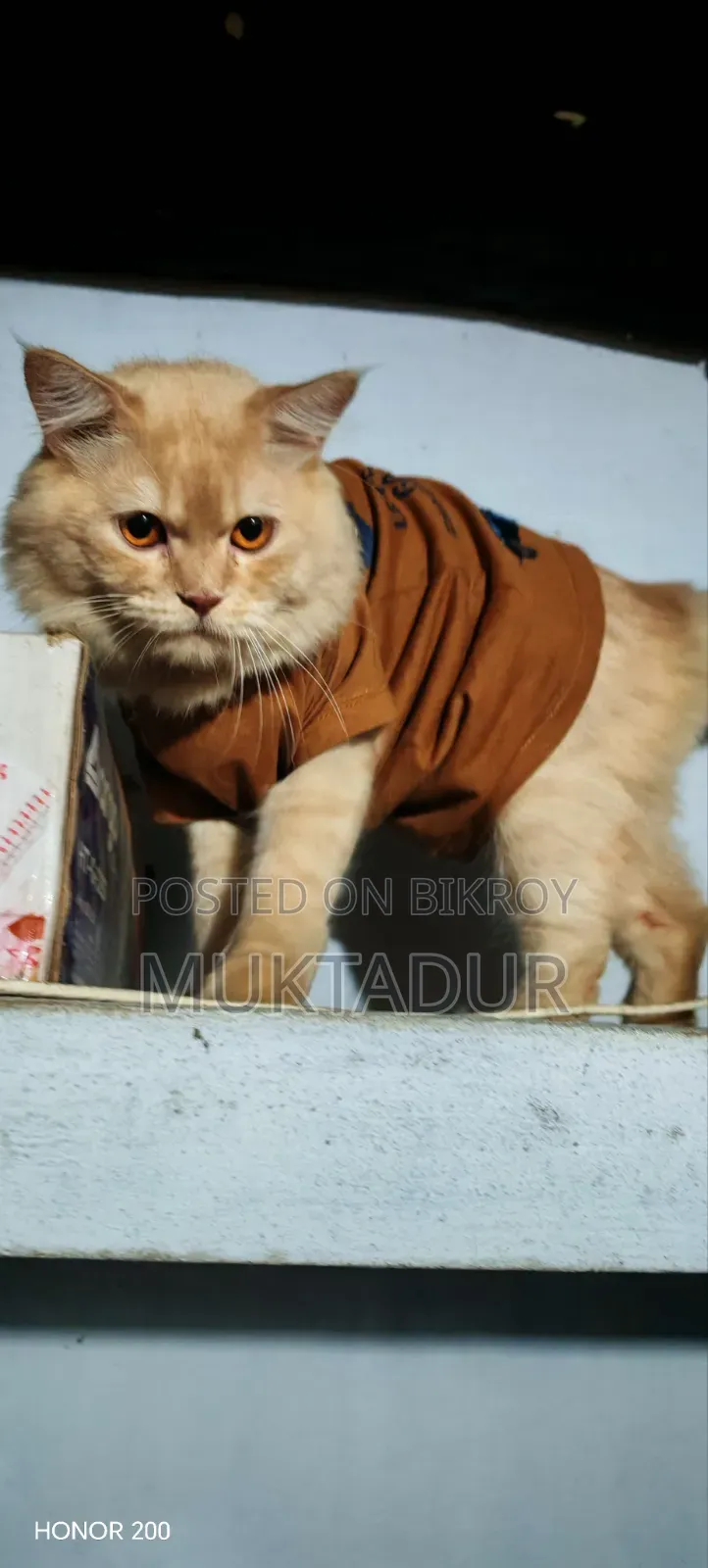 1+ year Male Purebred Persian