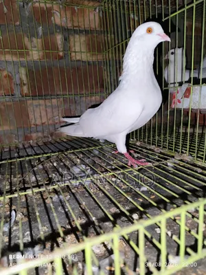 হলুদ চোখের নর