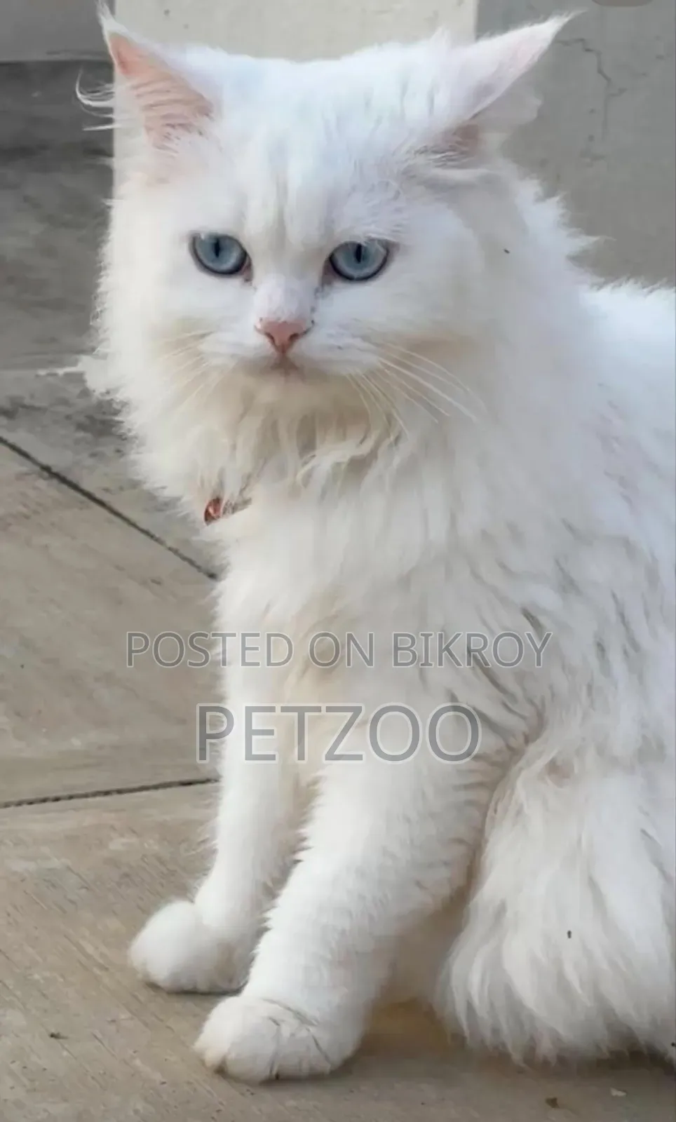 1-3 months Male Purebred Persian