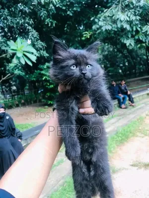 1-3 months Male Purebred Persian