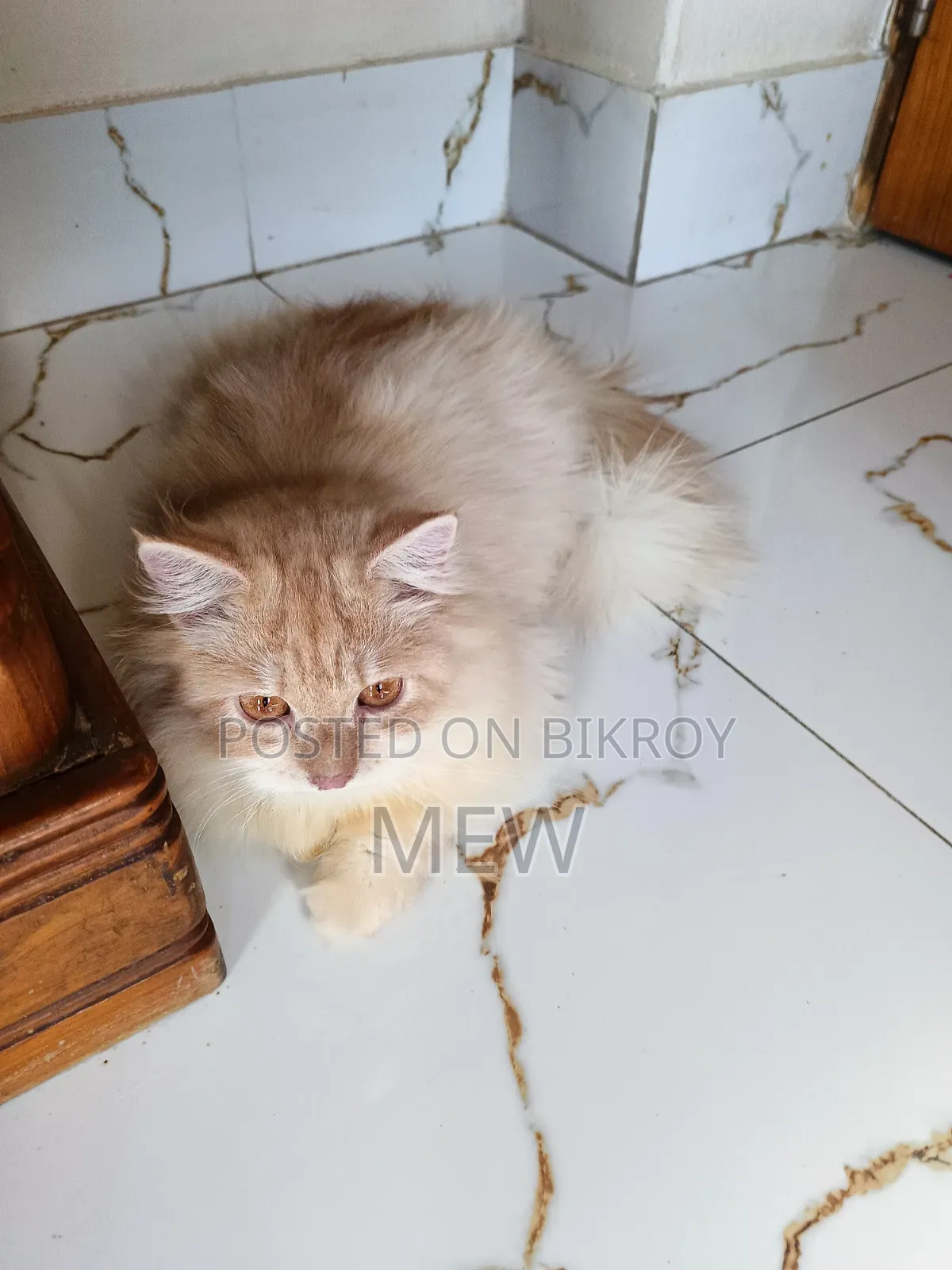6-12 months Male Purebred Persian