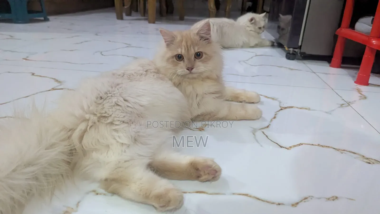 6-12 months Male Purebred Persian