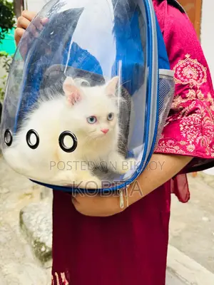 3-6 months Male Purebred Persian
