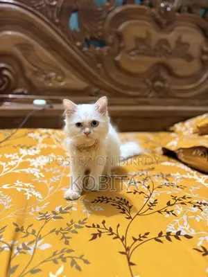 3-6 months Male Purebred Persian