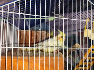 ওকাটেল পাখ