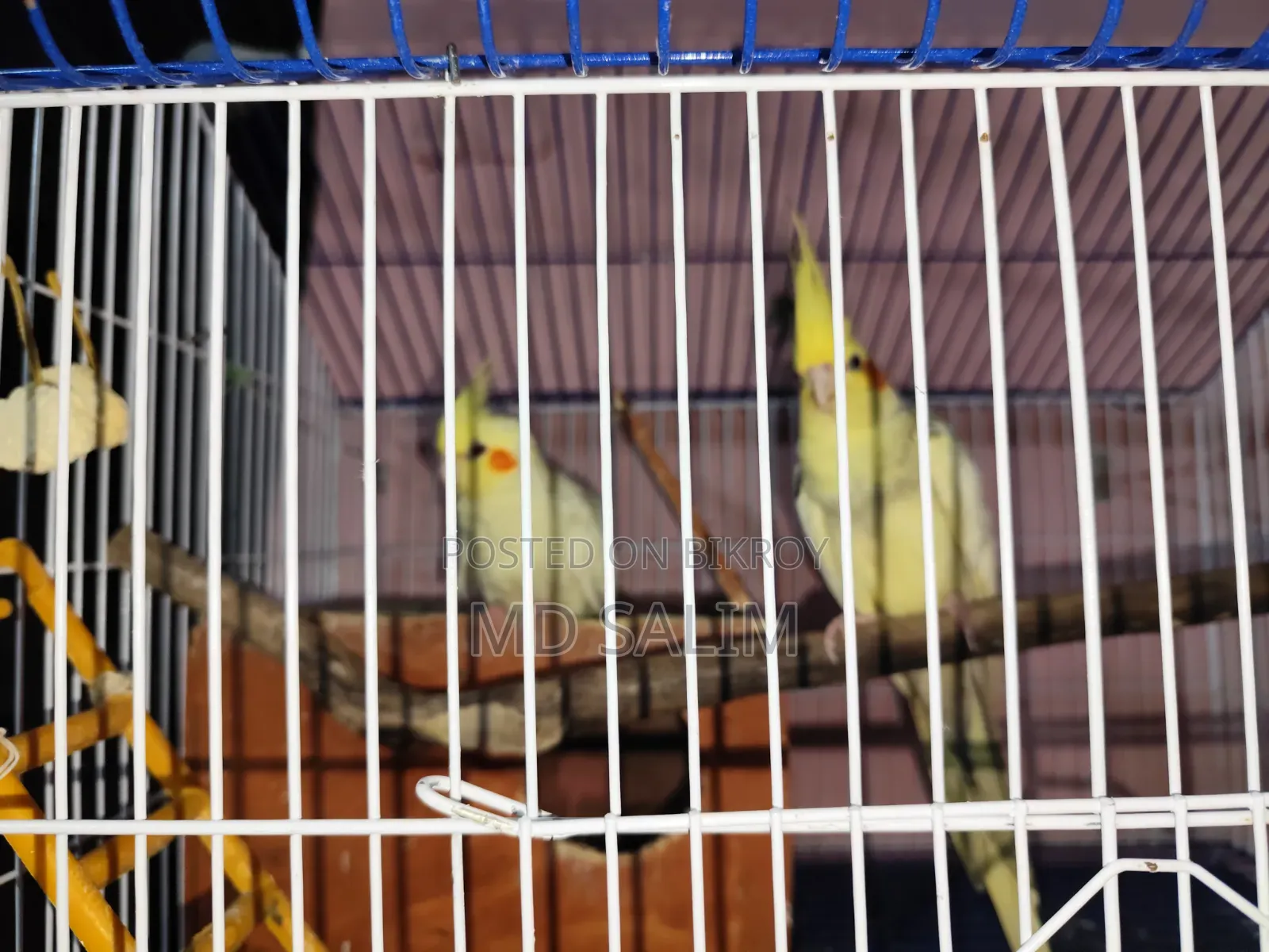 ওকাটেল পাখ