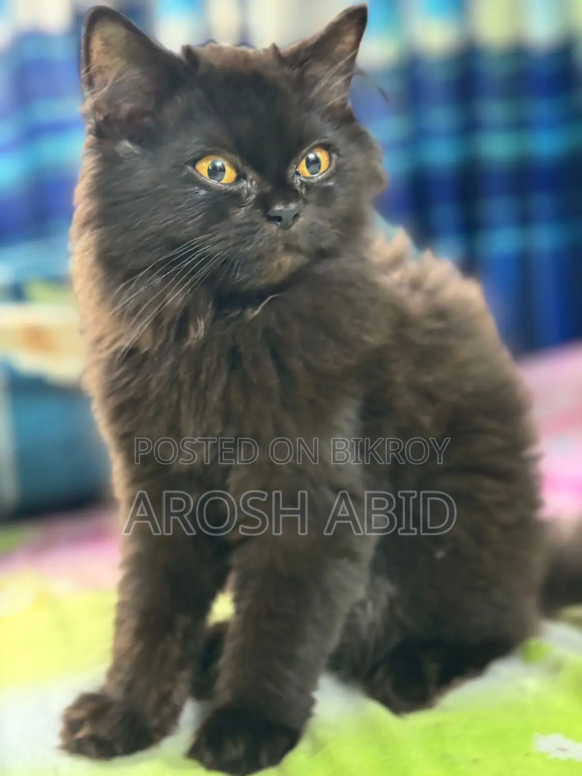 1+ year Male Purebred Persian